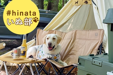 【ラブラドールレトリーバーとキャンプ】気は優しくて力持ち！バディ感がたまらない