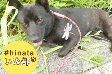 【検証】“あかねちゃん”は犬の虫除けに効くの！？ 山・草むら・水辺で検証してみた