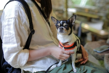 【9/14、15】愛犬と楽しむ「いぬキャンミーティング」初開催！プロによる撮影会や特別抽選会も