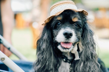 【いぬキャンSNAP vol.1】キャンプ場で思い思いにくつろぐわんことオーナーを激写！