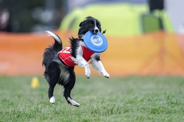 いぬ×アウトドア「奇跡の一枚」海岸や牧草地…自然に囲まれた貴重な“ワン”ショット！