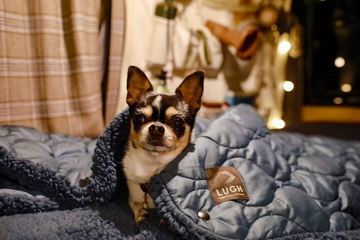 【いぬキャンパーのお気に入り】人も犬も夢中！冬の車中泊にマストな極暖「魔法瓶ブランケット」