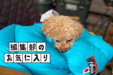 子連れキャンプでも使える！NANGAの犬用シュラフ