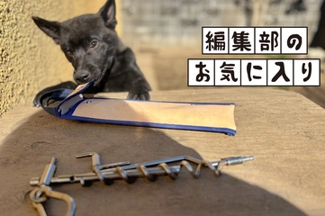 犬連れキャンプの必需品！お手軽ドッグアンカー「くるくるワンワン」