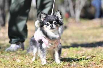 おすすめの小型犬用ハーネス20選！簡単装着＆おしゃれなアイテムを厳選
