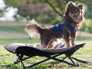 ドッグコットおすすめ18選！愛犬に合う人気アイテムや選び方を紹介