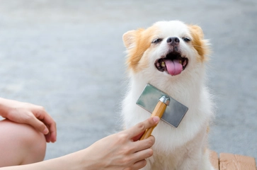 おすすめの犬用ブラシ30選｜よく取れる人気製品を厳選！愛犬が嫌がる理由も解説