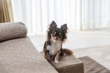 【2025年最新】犬用ステップ(階段)・スロープおすすめ20選！足腰にやさしい選び方＆人気商品