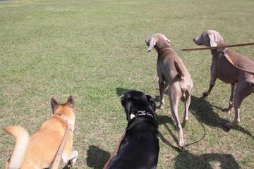 犬とキャンプ&お出かけに行く不安を解消☆犬連れキャンプブロガーが質問に答えます!!