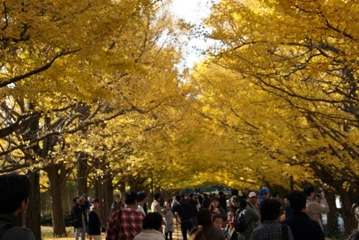 秋の紅葉デートスポット♡ 国営昭和記念公園に行ってみた!
