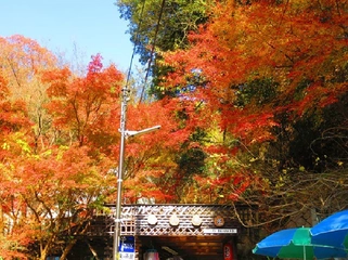 【登山レポ】六甲山最高峰&有馬温泉に行ってきた☆紅葉だけじゃない六甲山の魅力!