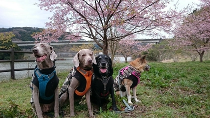 犬と一緒に車中泊の旅!春の観光と房総グルメを満喫♪