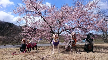 出会いの森総合公園オートキャンプ場を徹底解説!実際に行ってきました