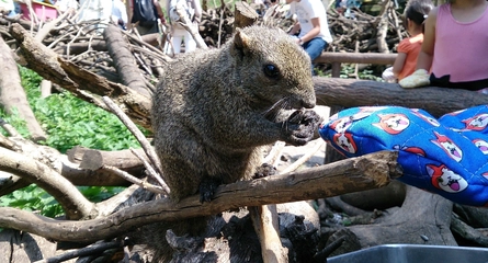 【実際に行ってきた！】町田リス園は小動物とのふれあいパラダイス！