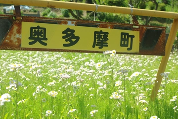 圧巻の大自然を味わえる東京奥多摩で週末ハイキングを楽しんできました♪
