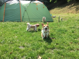 ペットと過ごすキャンプ！注意すべき点や持ち物は？