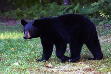 もし山で動物や虫にバッタリ遭ったら?安全な対処法!