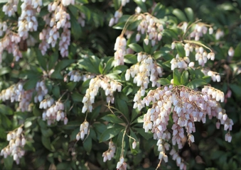 初心者だって日本百名山に挑戦できる！おススメの山Vol.6「天城山」