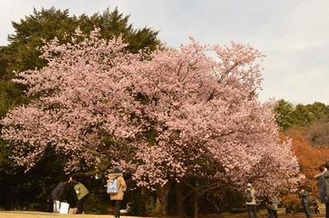 家族でお花見を快適にする4つのコツとおすすめのお花見スポット紹介！【東京版】