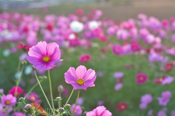 秋を満喫!昭和記念公園「コスモスまつり」でピクニックを楽しもう!