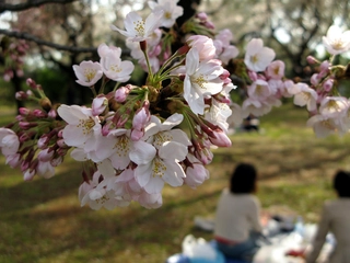 よくあるお悩みを解決!お花見ではキャンプ用品が役に立つって知ってた?