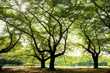 小金井公園で手ぶらバーベキュー!口コミでも高評価の各種プラン!
