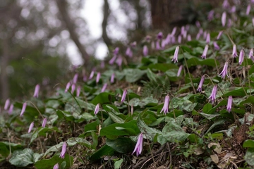 奥多摩でハイキングしたい！気になる山③『御前山』