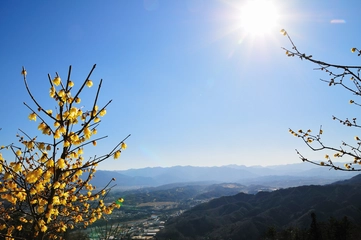 日帰りでハイキングにいきたい♪宝登山にいこう!