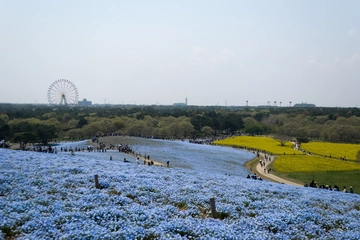 国営ひたち海浜公園完全ガイド!ネモフィラ・コキアの見頃から割引・ランチ情報まで!