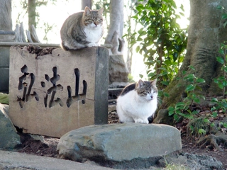 秋冬もハイキングを満喫したい!③弘法山に行ってみよう