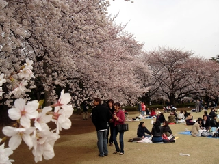 花見をキャンプギアでコーディネート!桜もお酒も食事も楽しむ活用法