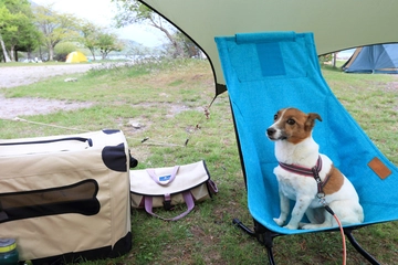 愛犬とキャンプデビュー!ワンちゃんのキャンプでの過ごし方