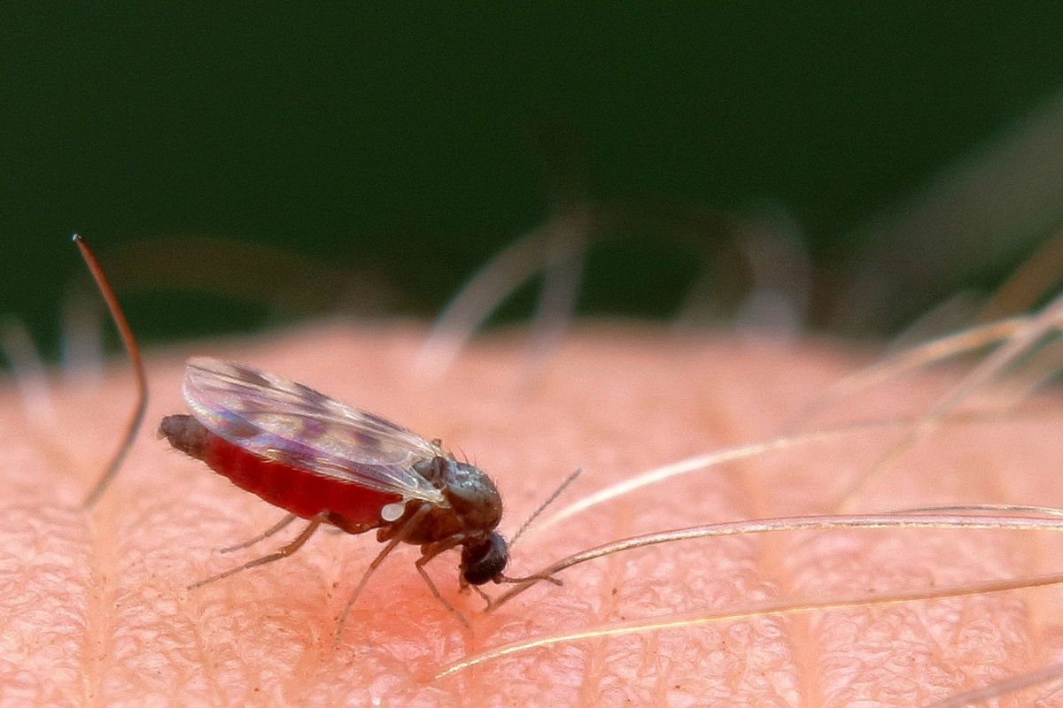 ヌカカとは 刺されない対策や刺されたときの応急処置も紹介 キャンプ アウトドア情報メディアhinata ヌカカとは 刺されない対策や刺されたときの応急処置も紹介 キャンプ アウトドア情報メディアhinata