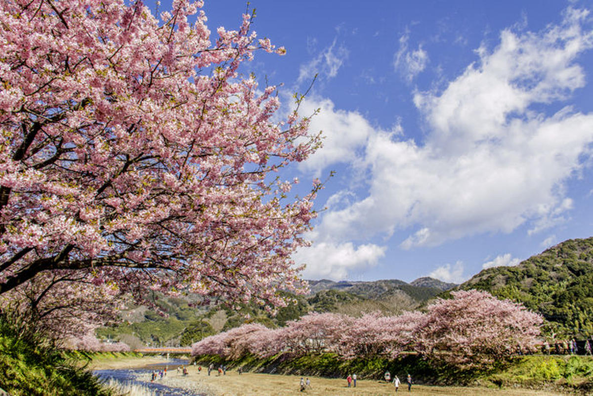河津桜を見に行くならこのキャンプ場がおすすめ 一足先にお花見がしたい キャンプ アウトドア情報メディアhinata 河津桜を見に行くならこのキャンプ場がおすすめ 一足先にお花見がしたい キャンプ アウトドア情報メディアhinata
