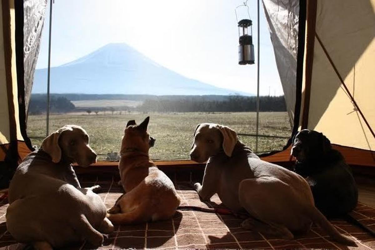 テントの中から外の風景を眺める犬