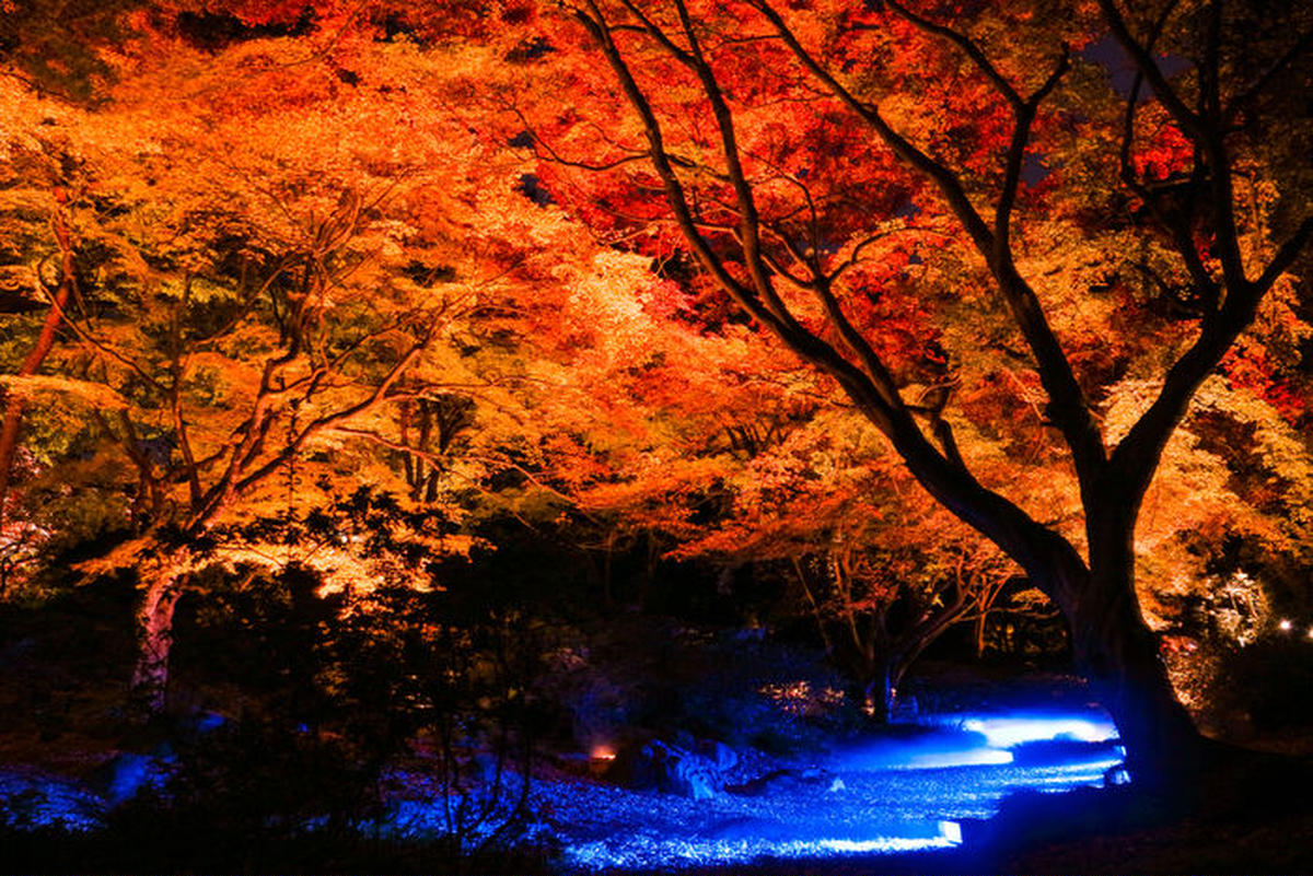ライトアップされた紅葉