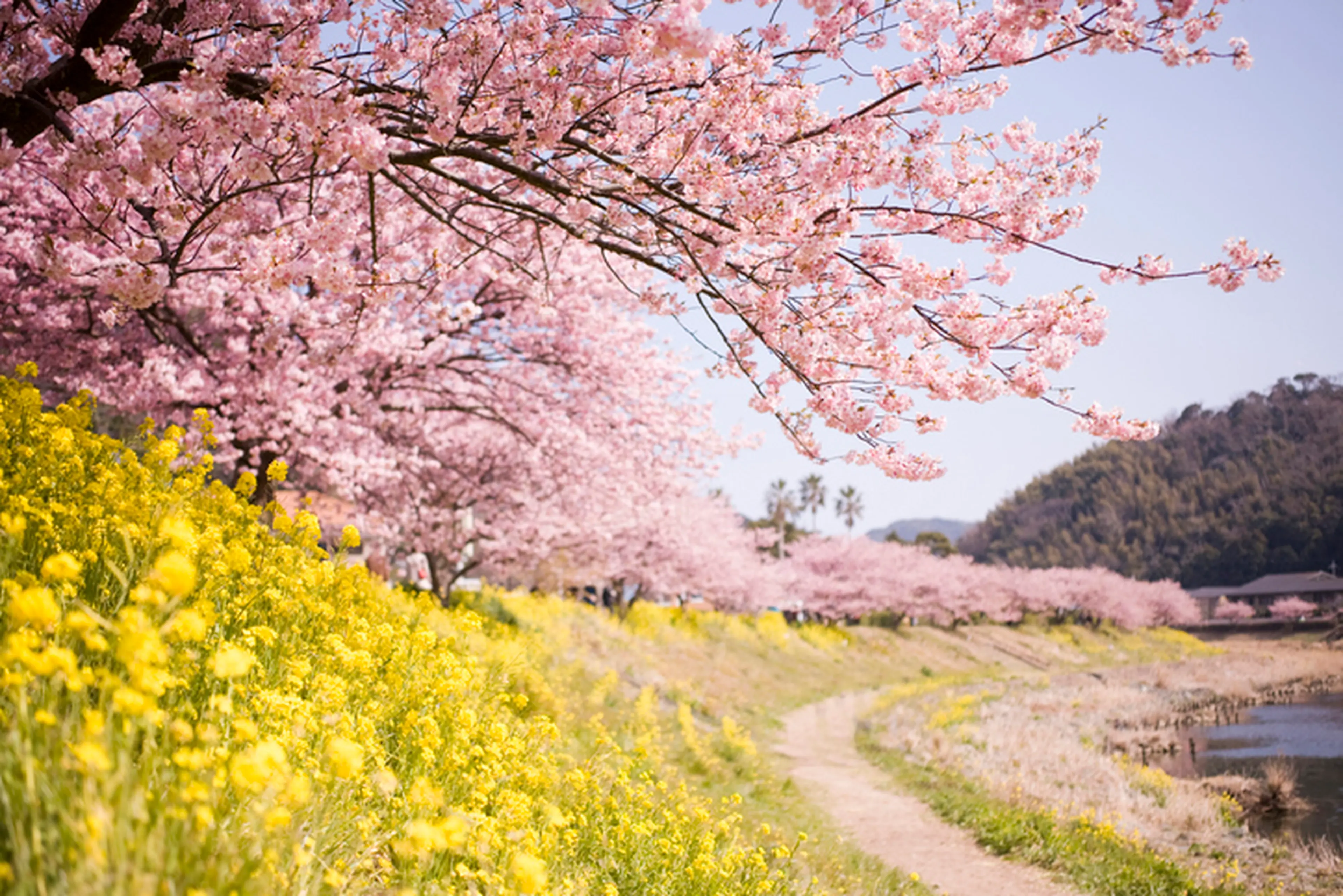 川津桜 河津桜を見に行くならこのキャンプ場がおすすめ！一足先にお花見がしたい！ | キャンプ・アウトドア情報メディアhinata