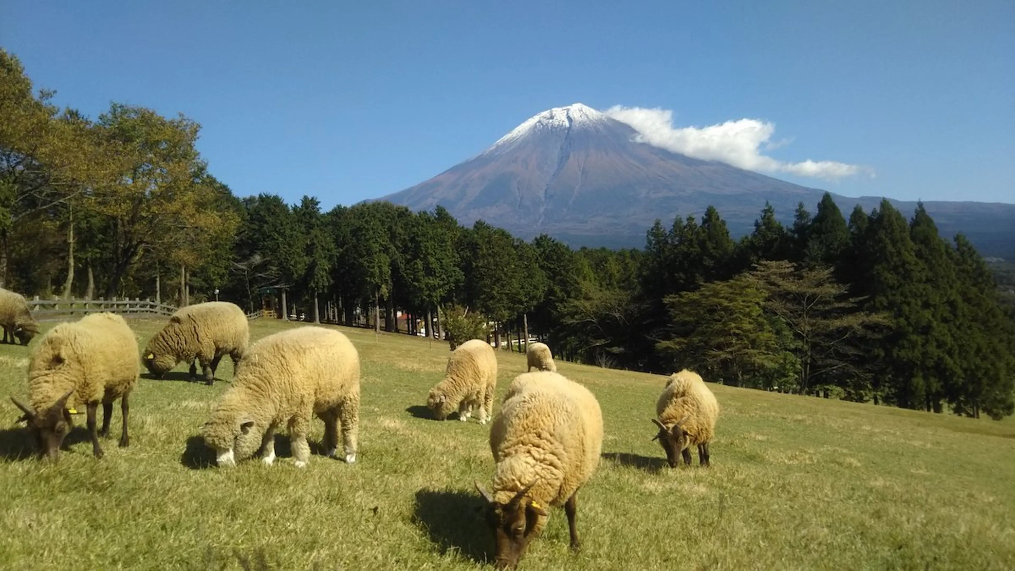 まかいの牧場」は子どもも大人も大満足！富士山＆グルメ