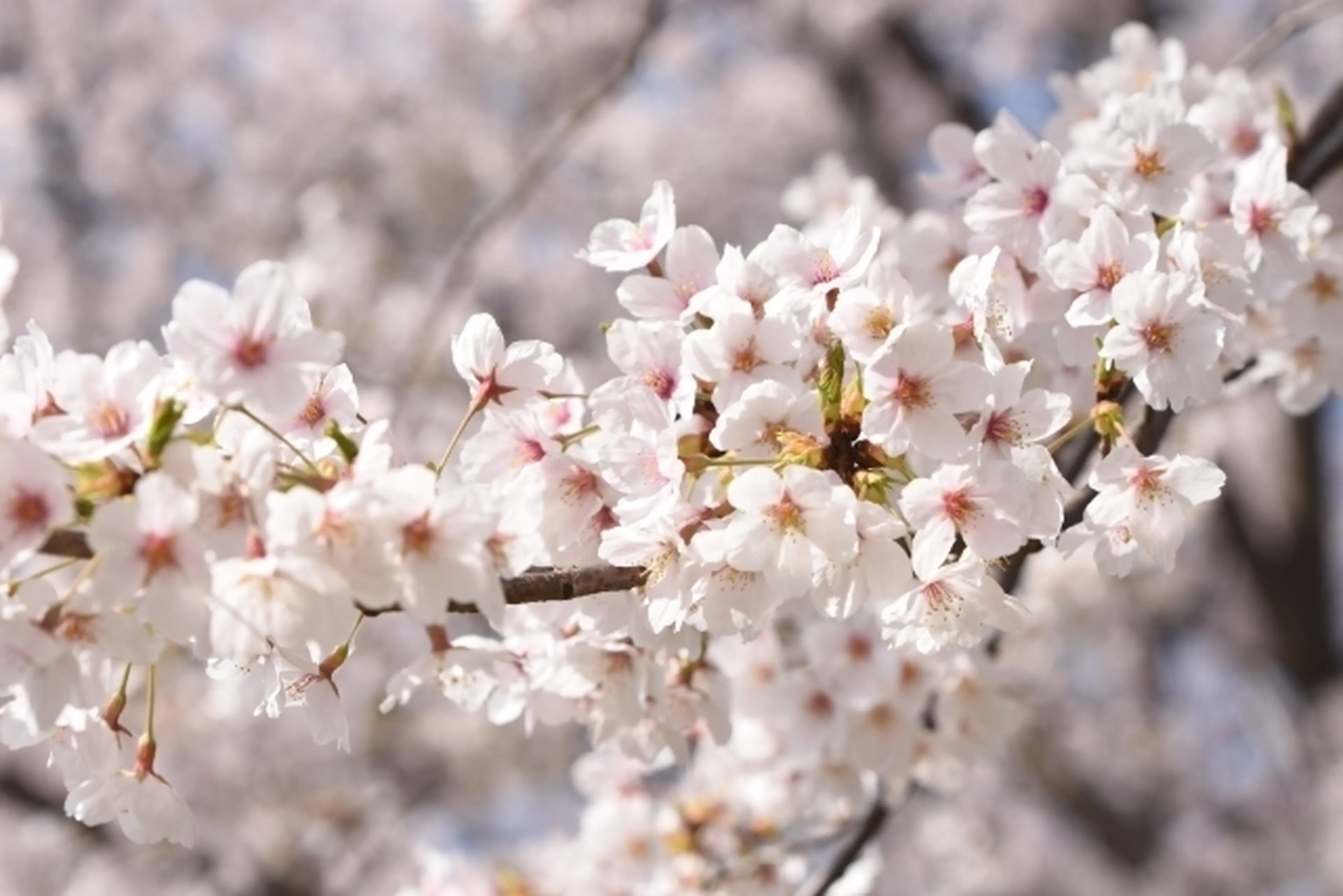 家族でお花見を快適にする4つのコツとおすすめのお花見スポット紹介