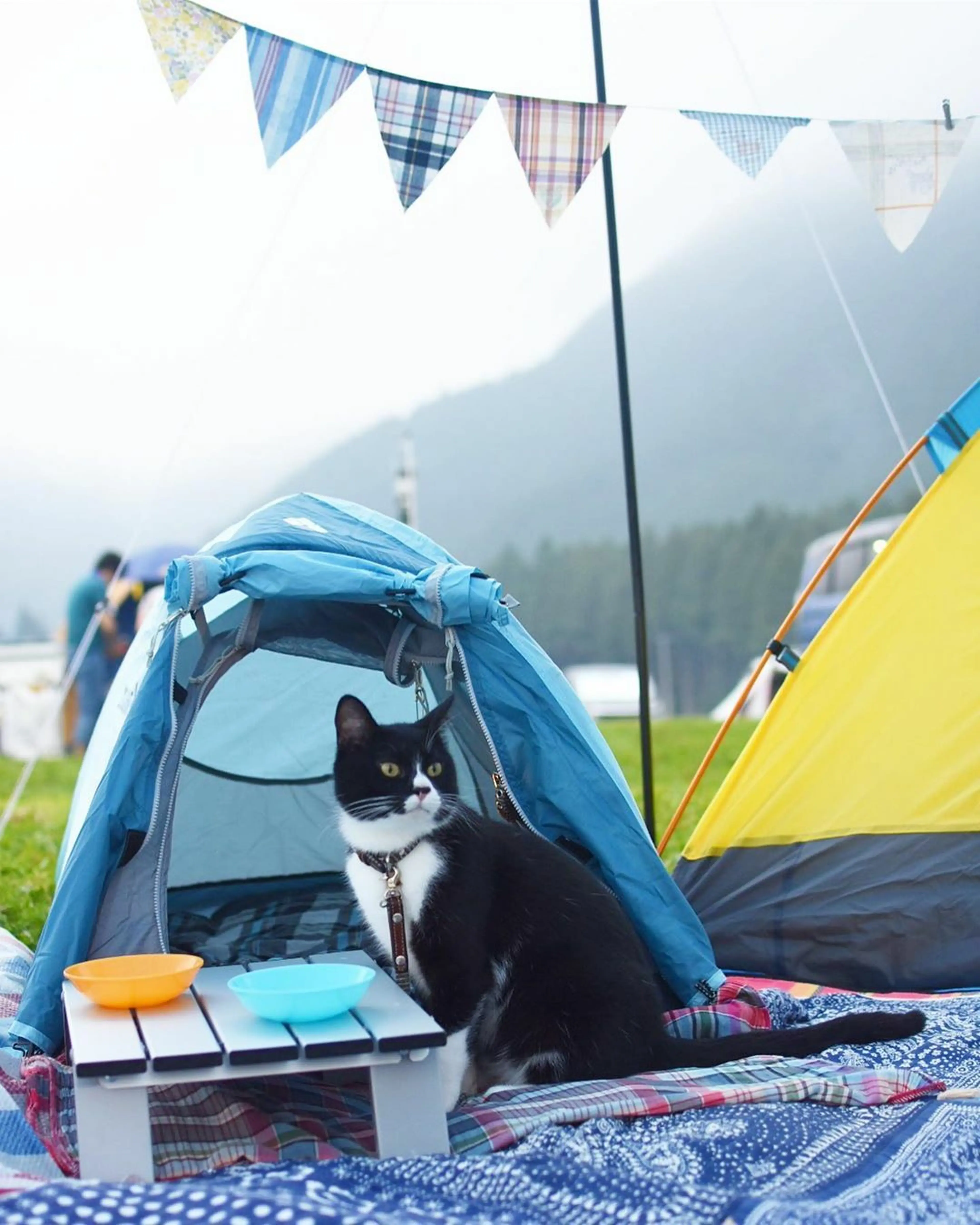 猫連れキャンパーに独占取材！次に挑戦してみたい愛猫とのキャンプ 