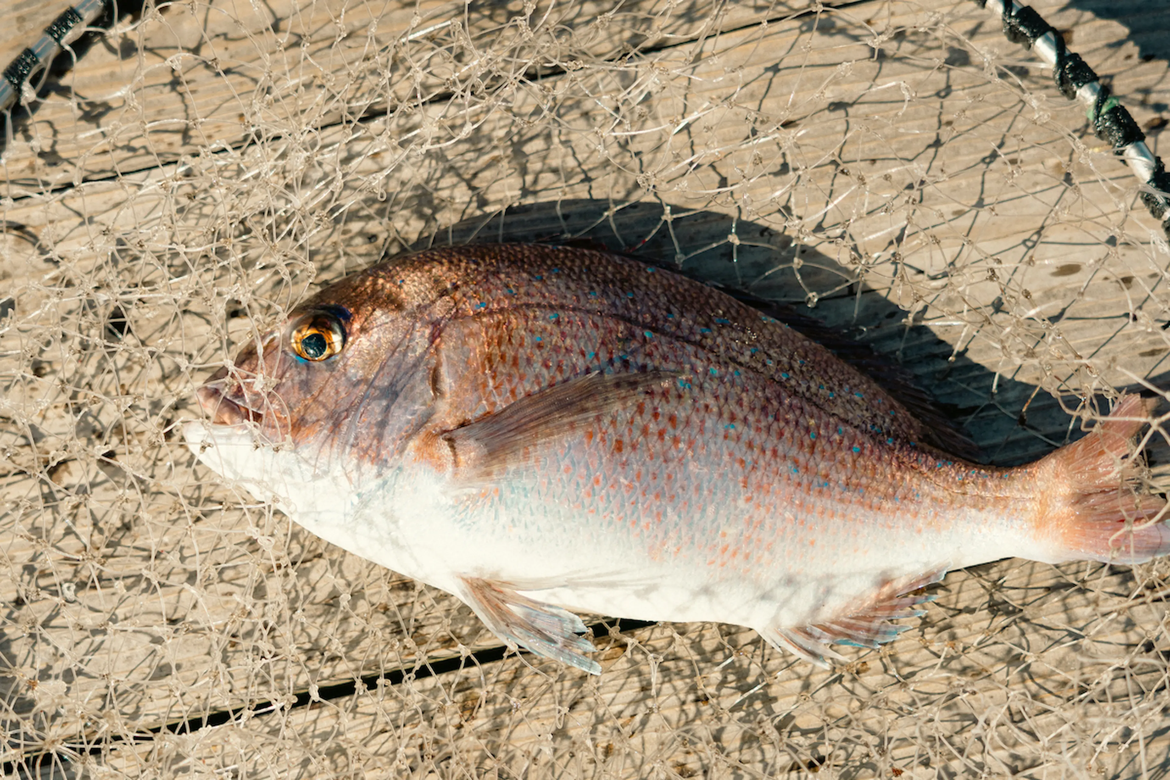 爆釣スポットに近い穴場キャンプ場を発見！？人気キャンパーが案内する