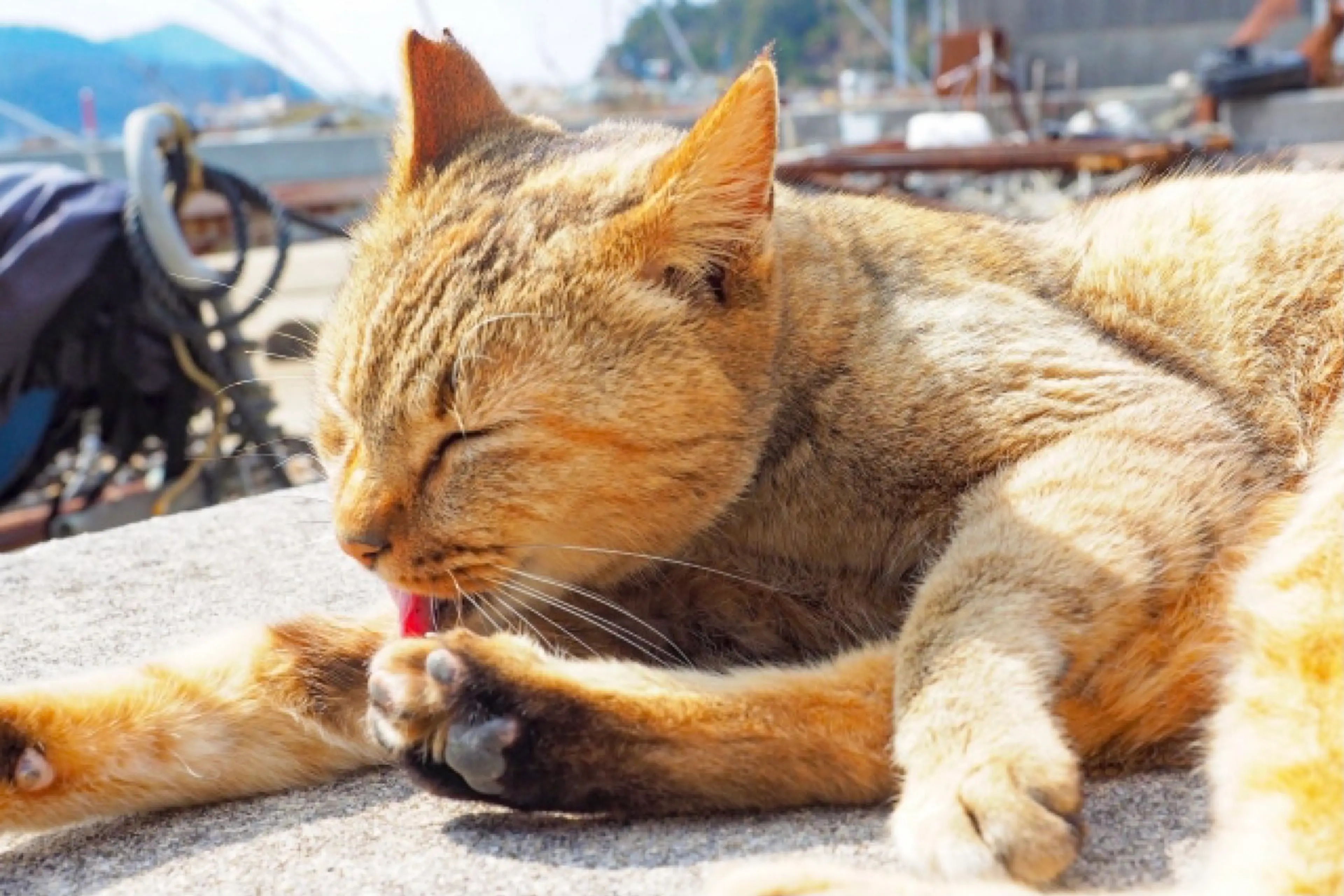 猫好きキャンパー必見！ガレージブランド「TABINEKO(タビネコ)」の 