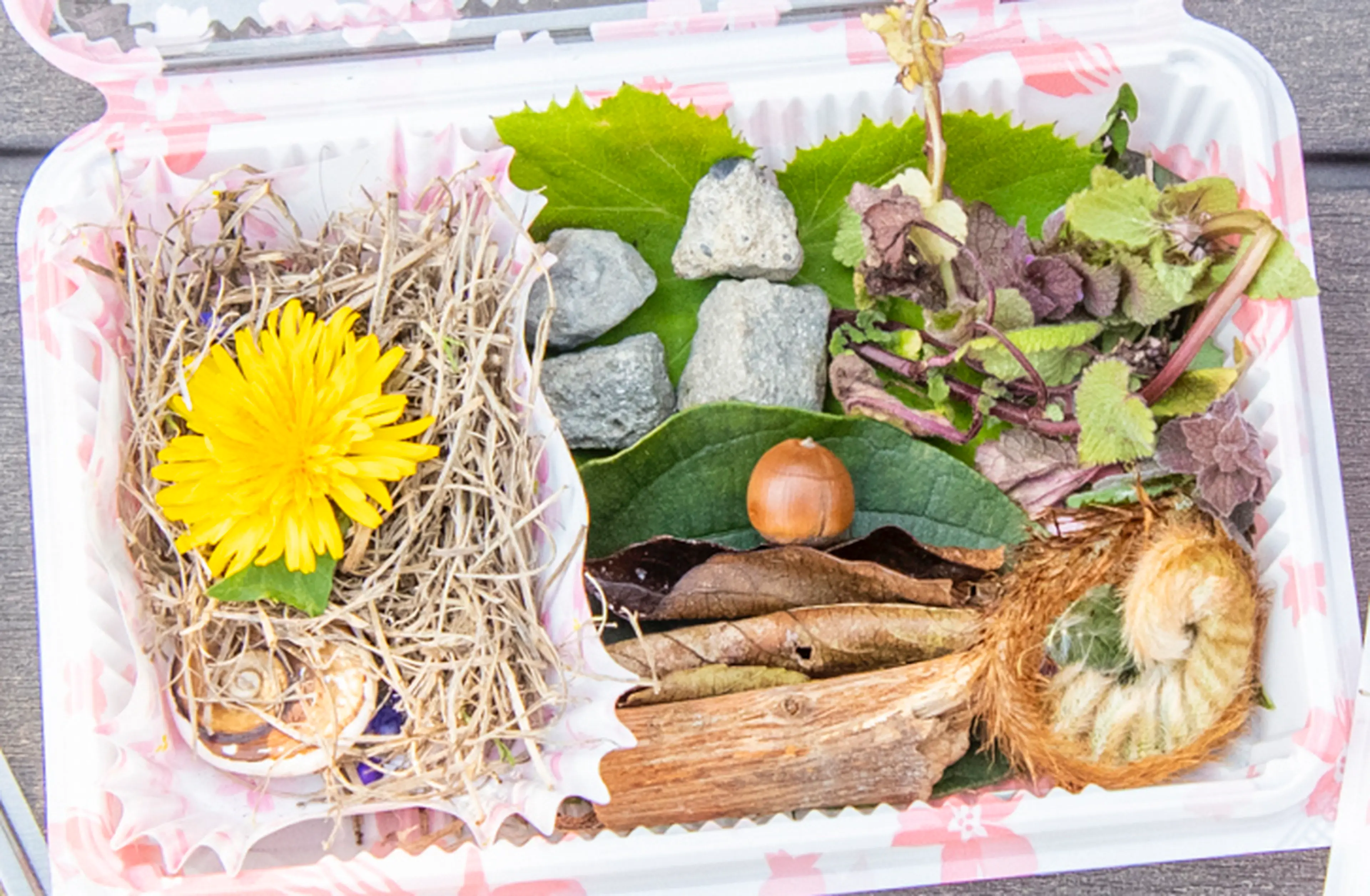 5時に夢中 お弁当箱 ペア 5時に夢中 お弁当箱 ペア