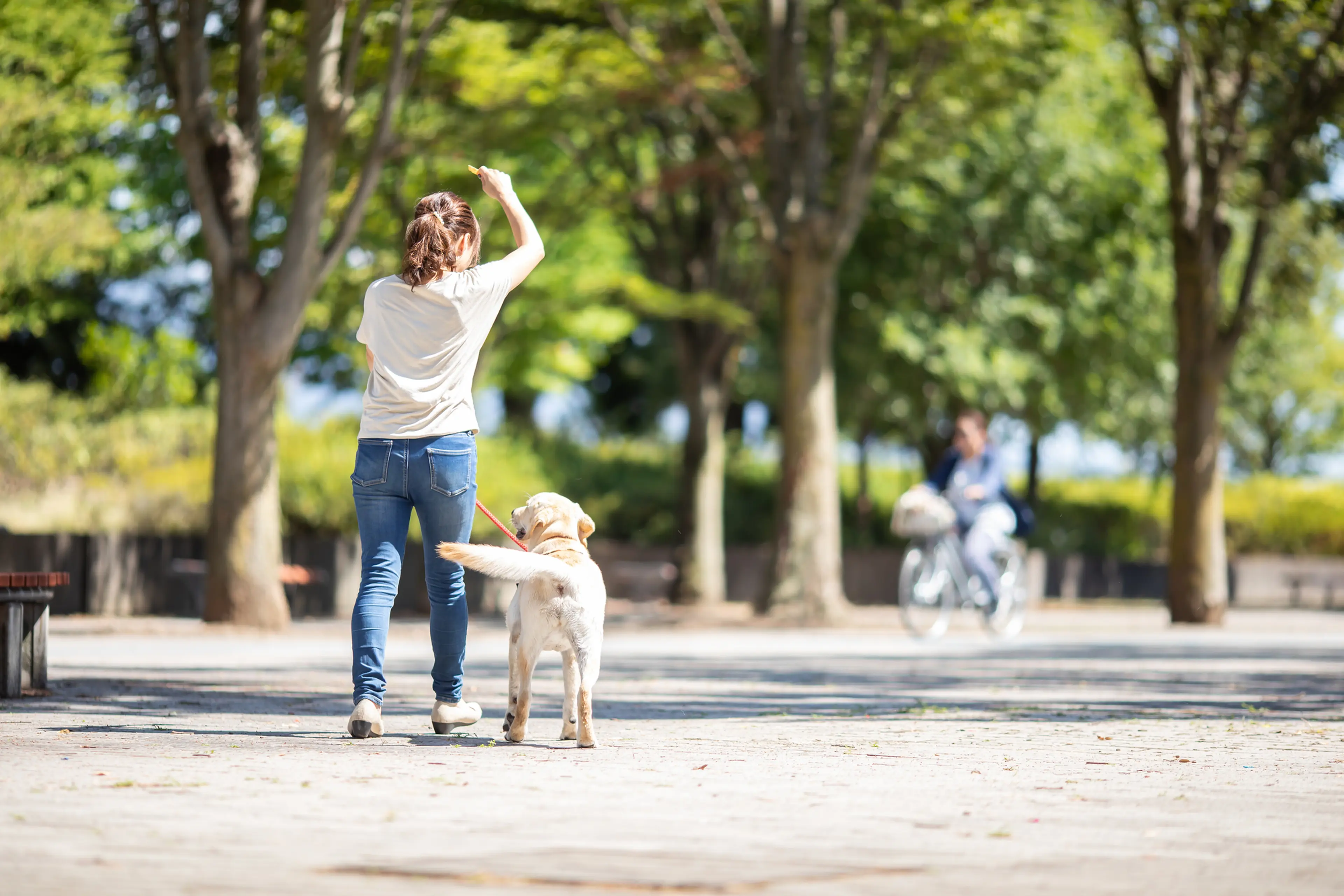 愛犬と朝市や夜景を満喫！いつもと違う風景に出会える「涼しい夏散歩