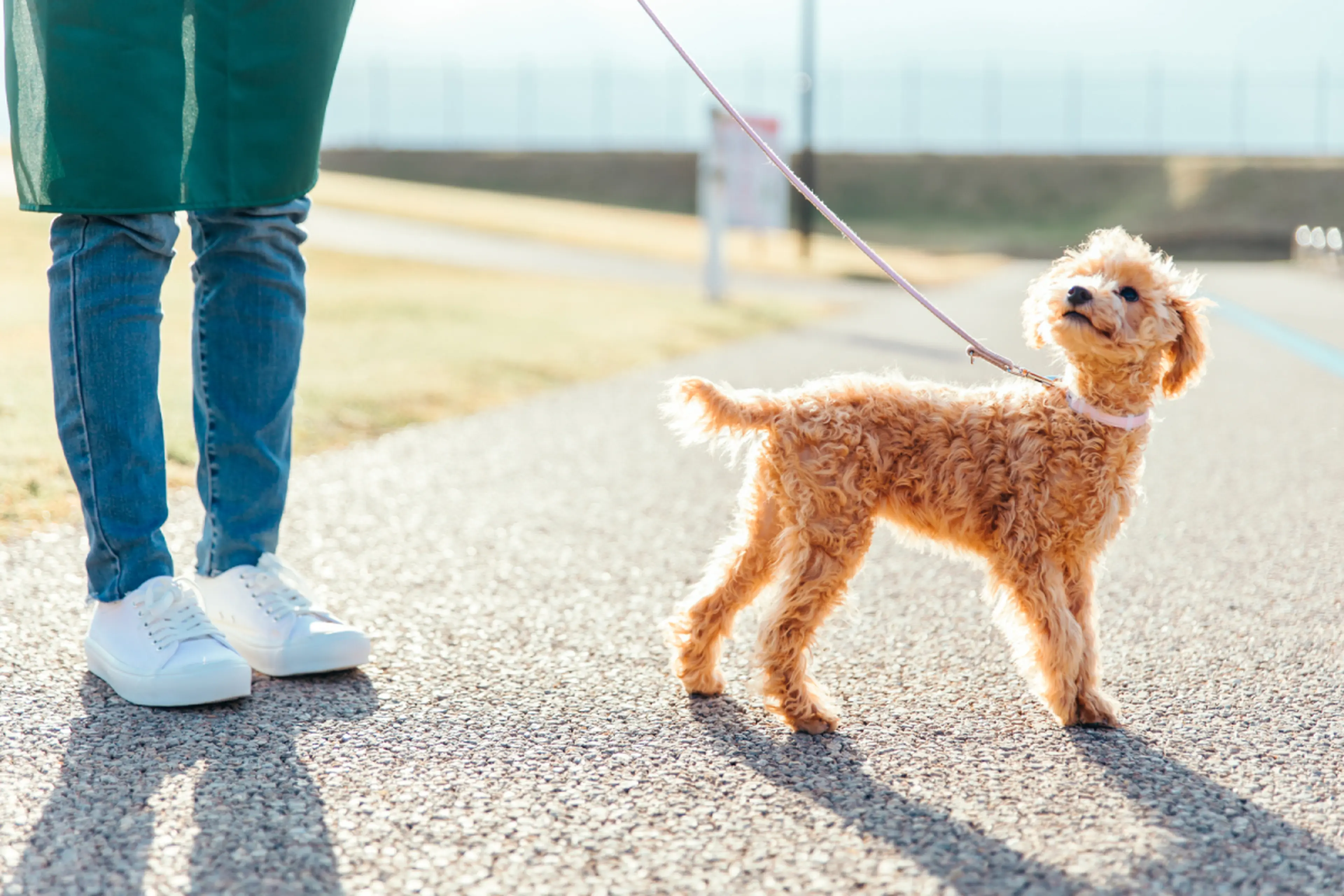 ペットと散歩 愛犬と朝市や夜景を満喫！いつもと違う風景に出会える「涼しい夏散歩 絵画