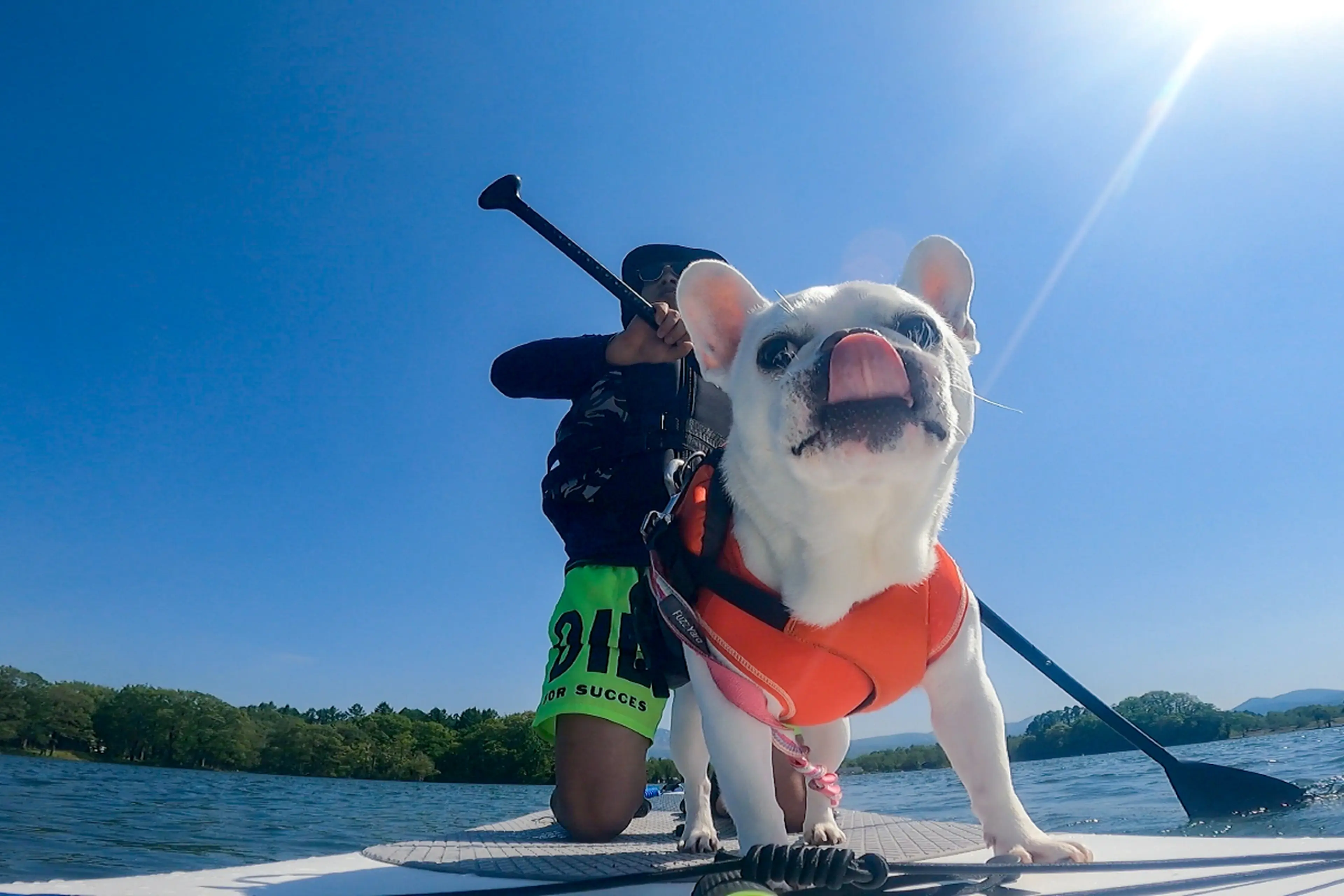 愛犬も喜ぶキャンプ遊び！水上クルーズできる「DOGサップ」のすゝめ