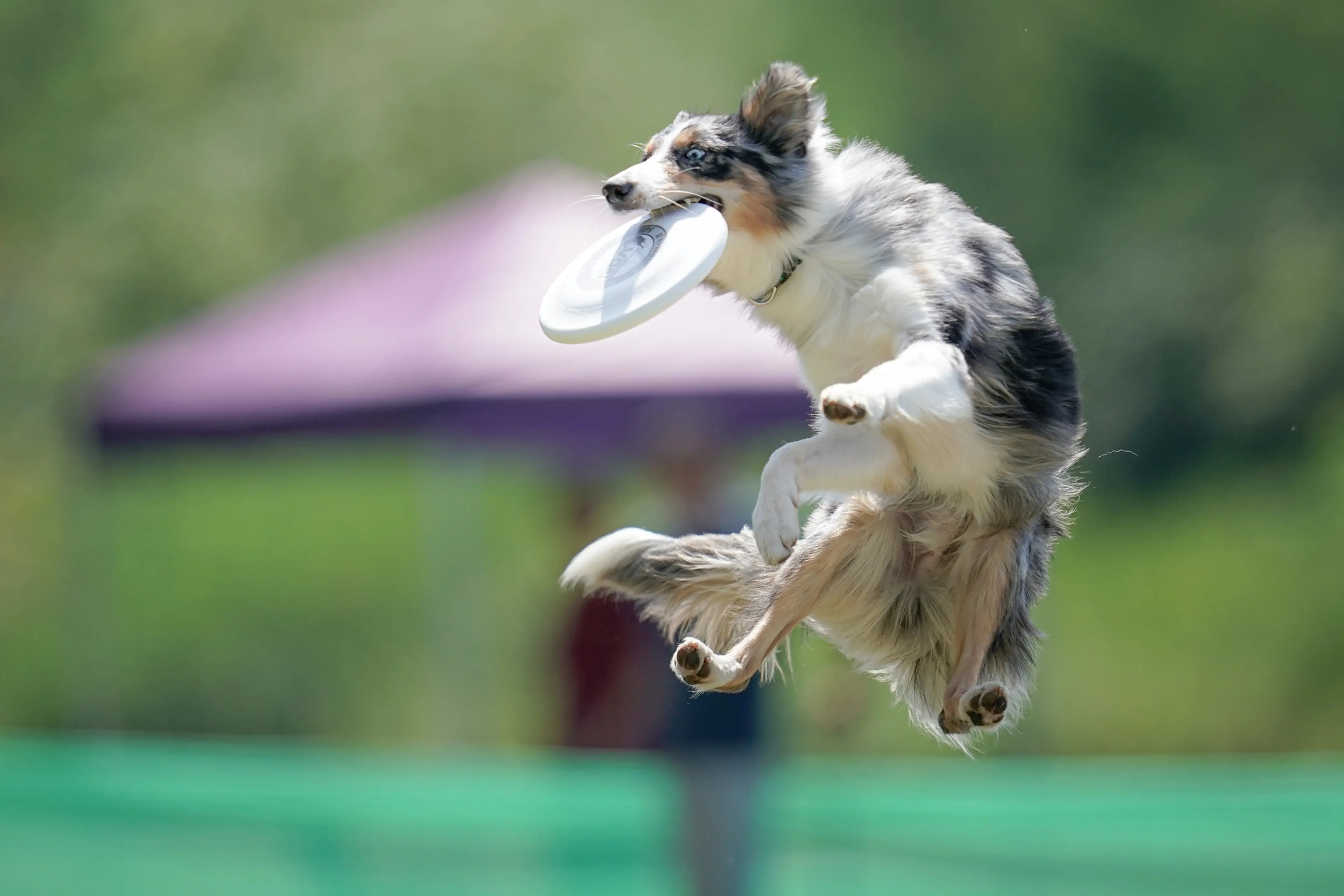 スポーツの秋は「ディスクドッグ」で愛犬とそと遊び！【ドッグスポーツ