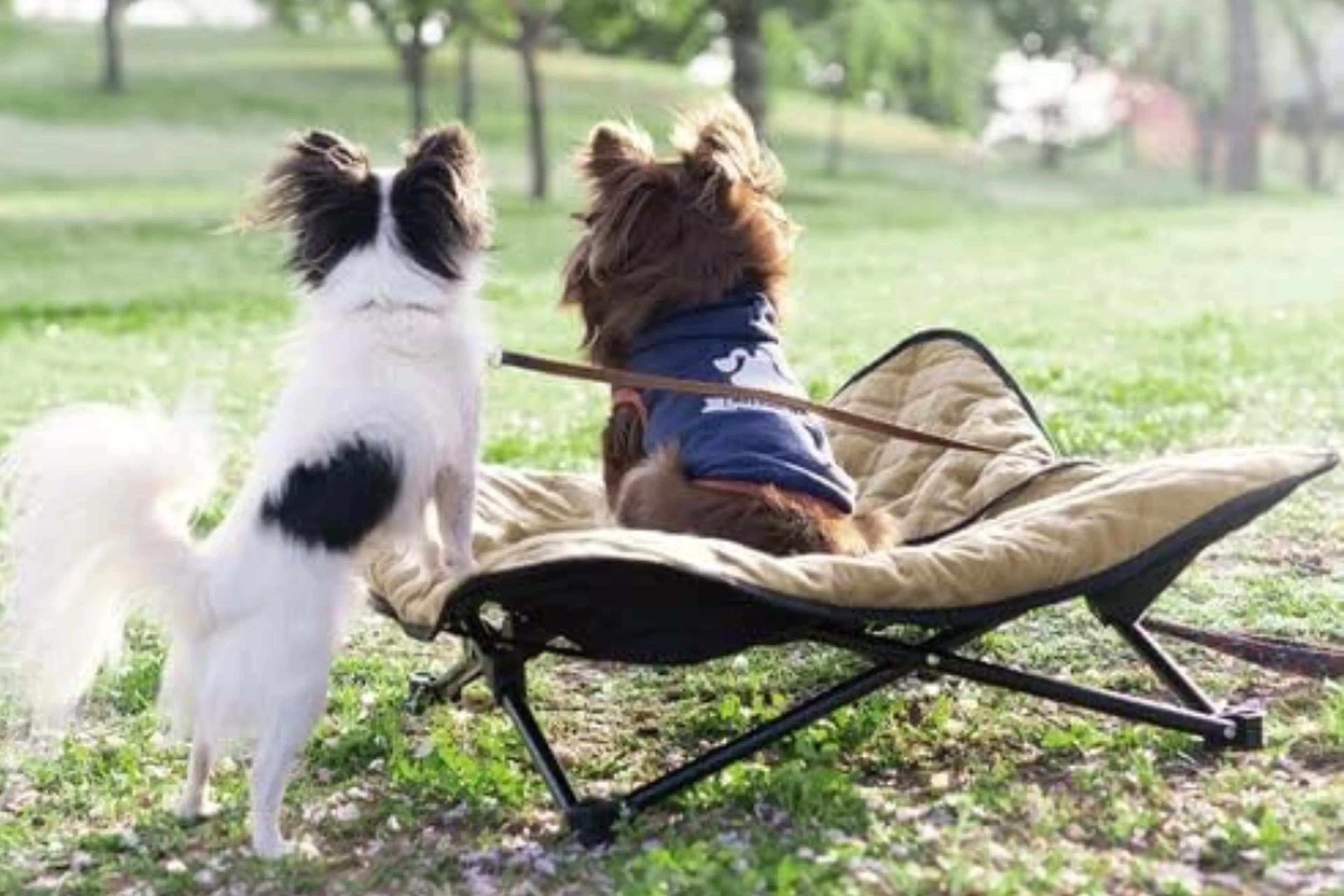 スノーピーク ドッグコット snow peak（スノーピーク） ドッグコット : ナチュラム アウトドア専門