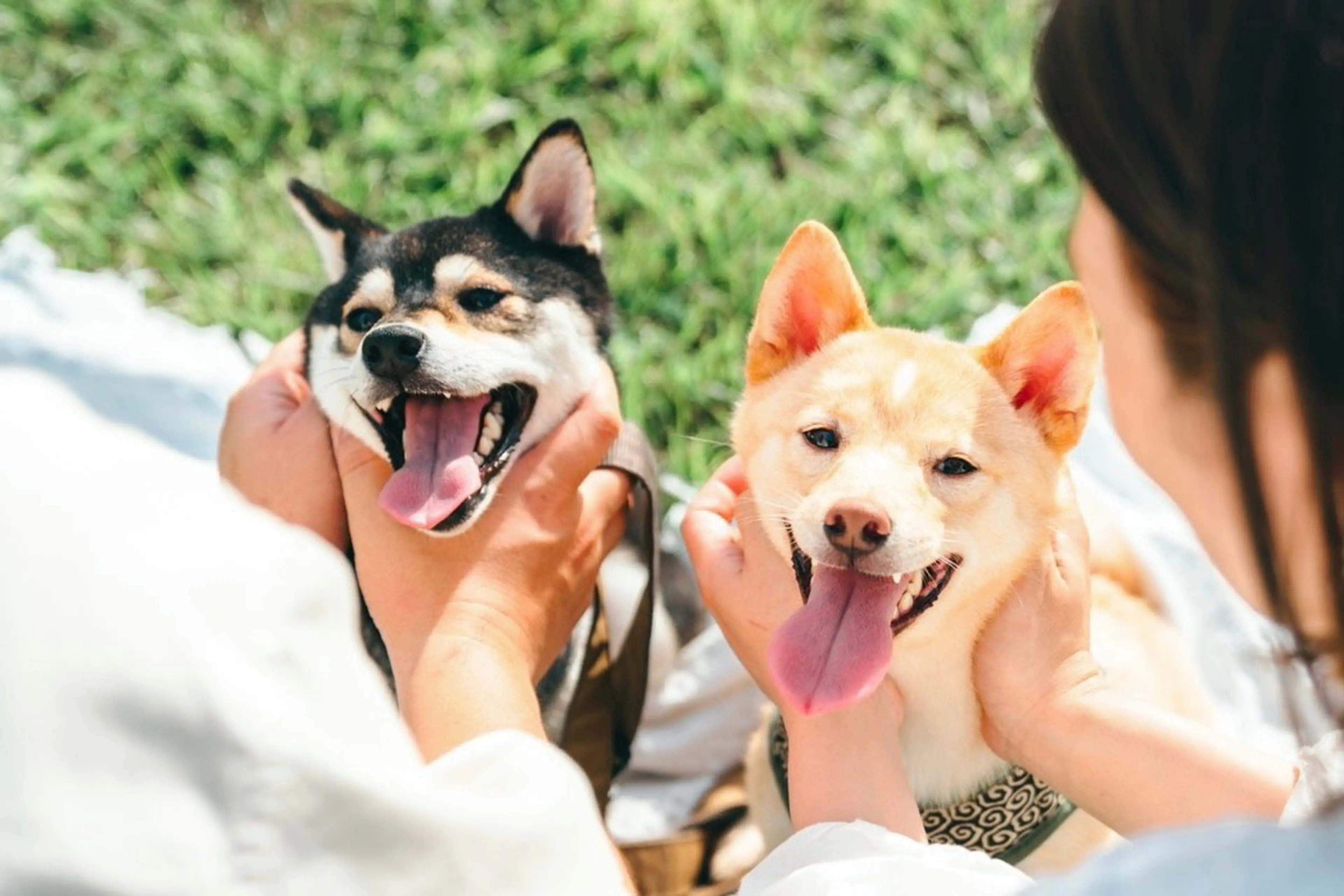 柴犬とキャンプ】ニーッと笑う顔やツンデレな性格にほっこり。夫婦×柴犬キャンプをレポ！ | キャンプ・アウトドア情報メディアhinata