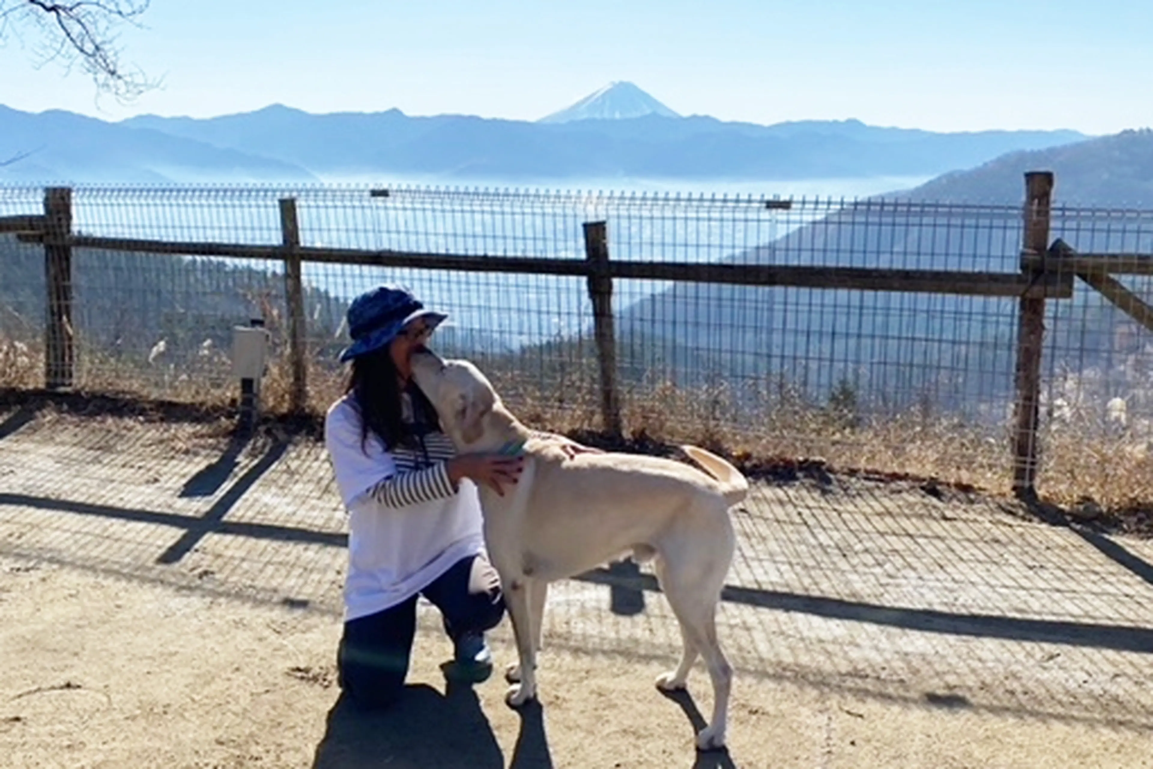 ラブラドールレトリーバーとキャンプ】気は優しくて力持ち！バディ感が